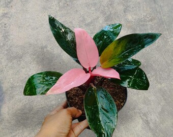Filodendro rosa Congo variegado, planta serpiente única