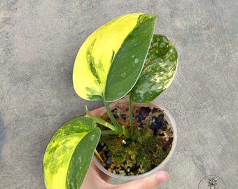 Scindapsus Andalas Variegated rare tropical house plant variegated