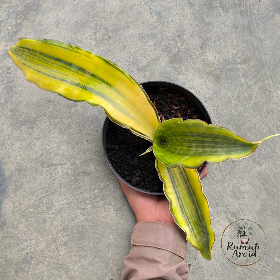 Sansevieria Dragon King - Etsy