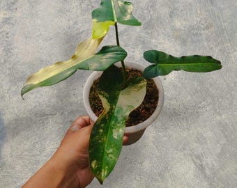 Philodendron Brown Beauty Variegated unique snake plant