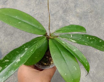 Hoya Buntokensis Green rare tropical house plant variegated
