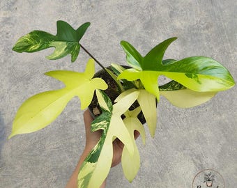 Philodendron Florida Beauty Variegated unique snake plant