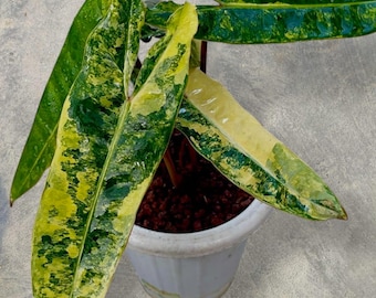 Philodendron Billietiae Luxurious Green and Yellow Leaves unique snake plant