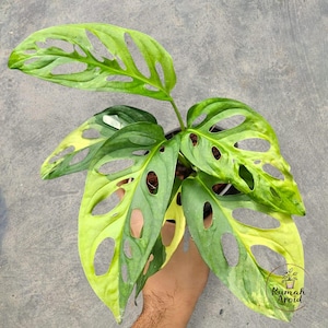 monstera lochpflanze Möchten Sie Monstera Deliciosa (Lochpflanze) kaufen? | 110cm hoch