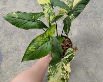 Syngonium Aurea Yellow Variegated rare tropical house plant variegated