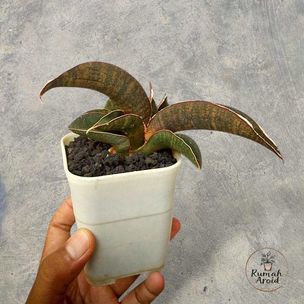 Sansevieria Pink - Etsy