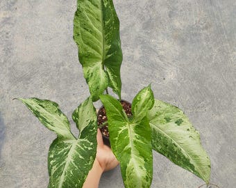 Syngonium Green Freckles rare tropical house plant variegated