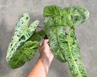 Philodendron Paraiso Verde Bulbasaur Variegated unique snake plant