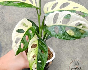 Monstera Adansonii Albo Variegated unique Ornamental snake plant