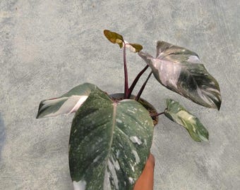Philodendron Pink Princess Galaxy F1 Variegated unique snake plant