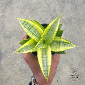 Peut inclure: Vue de dessus d'une plante Sansevieria en pot, également appelée plante serpent. La plante présente de longues feuilles pointues avec un motif rayé jaune et vert vif. La plante est dans un pot noir.