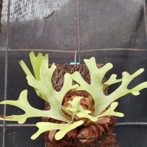Puede incluir: Primer plano de un helecho cuerno de ciervo, una planta epífita. El helecho tiene frondas de color verde claro en forma de cuerno y está montado sobre una base fibrosa marrón. El fondo es una superficie oscura y texturizada.