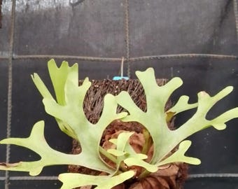 platycerium Ridleyii (small) rare tropical house plant platycerium variegated