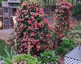 Crossvine Flowering Vine - Prolific Grower & Bloomer - Treated/Prepared Cutting