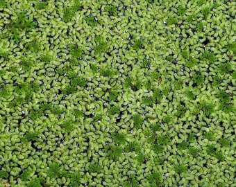 Azolla - 1 - 8 oz cup