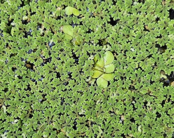 Azolla and Giant Duckweed