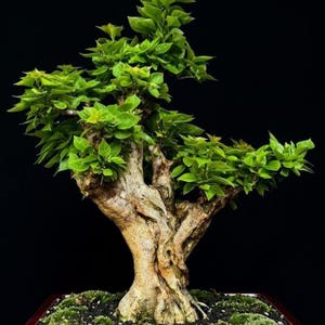 Puede incluir: Un bonsái con un tronco grueso, texturizado y de color marrón claro, con numerosas ramas cubiertas de hojas de color verde vibrante. El árbol está plantado en un recipiente poco profundo con tierra oscura y musgo verde, sobre fondo negro.