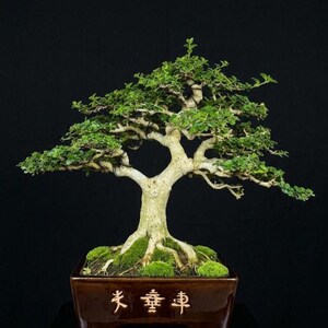Bonsai di Premna Microphylla / Supporto da esposizione / Tronco spesso / Albero Bondsai vivo.