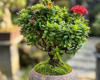 Ixora Bonsai Tree / Planta Shohin de floración roja