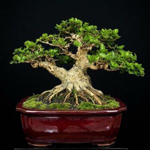 Puede incluir: Un bonsái con un tronco grueso, texturizado y de color claro, con ramas extendidas cubiertas de pequeñas hojas de color verde vibrante. El árbol está plantado en una maceta rectangular de cerámica roja oscura con tierra y musgo.