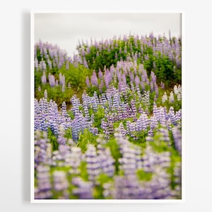 Iceland photos - Lupines wildflowers print - Fine art photography -  Iceland print