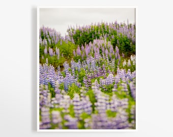 Iceland photos - Lupines wildflowers print - Fine art photography -  Iceland print