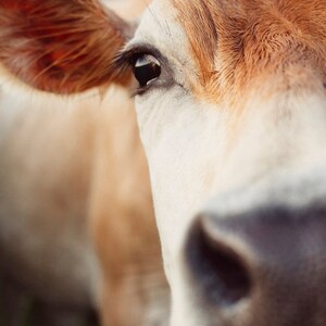 May include: Close-up of a cow's face, showcasing its eye, ear, and nose. The cow has a light brown and white coat. The eye is dark, and the ear is a reddish-brown color. The nose is a dark shade of gray.
