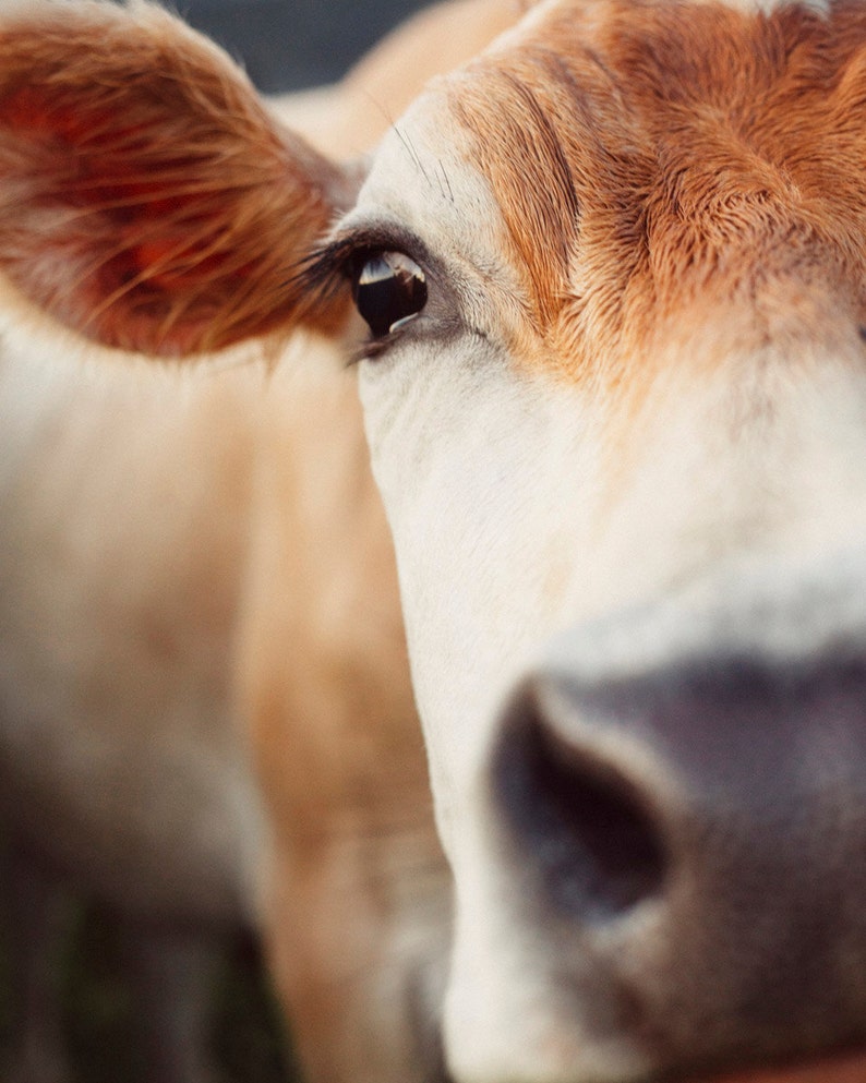 May include: Close-up of a cow's face, showcasing its eye, ear, and nose. The cow has a light brown and white coat. The eye is dark, and the ear is a reddish-brown color. The nose is a dark shade of gray.