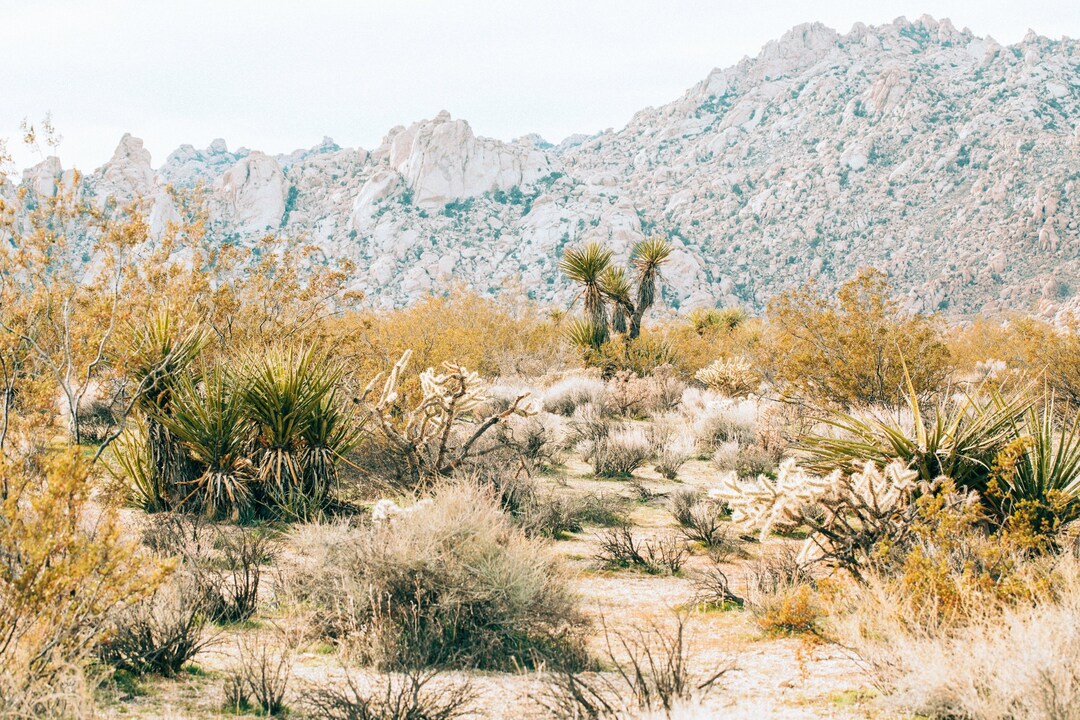 Mojave Desert Art Print California Landscape Wall Decor Etsy