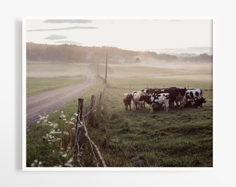 Farm art - Country wall decor - Farm animals art - Cow photography print - Rich earth tones - French country art - Shabby chic - Nursery art