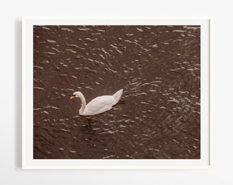 Swan on the Vltava River Czech Republic - Prague art photo print - Black and white or vintage color