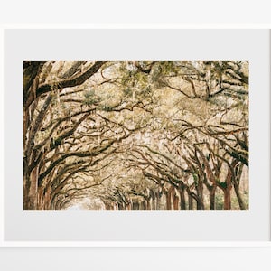 Savannah Georgia photography - Wormsloe Plantation photo print - Live oak tree tunnel print - Southern wall art - Travel decor