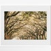 see more listings in the Savannah Prints section