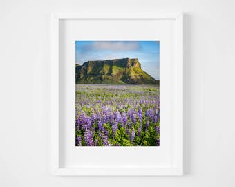 Iceland landscape print - Travel photography - Large wall art - Nature print - Fine art photography - Iceland photos - Mountain lupines art