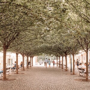 May include: A cobblestone pathway lined with trees, creating a canopy overhead. People are walking and sitting on benches under the shade of the trees.