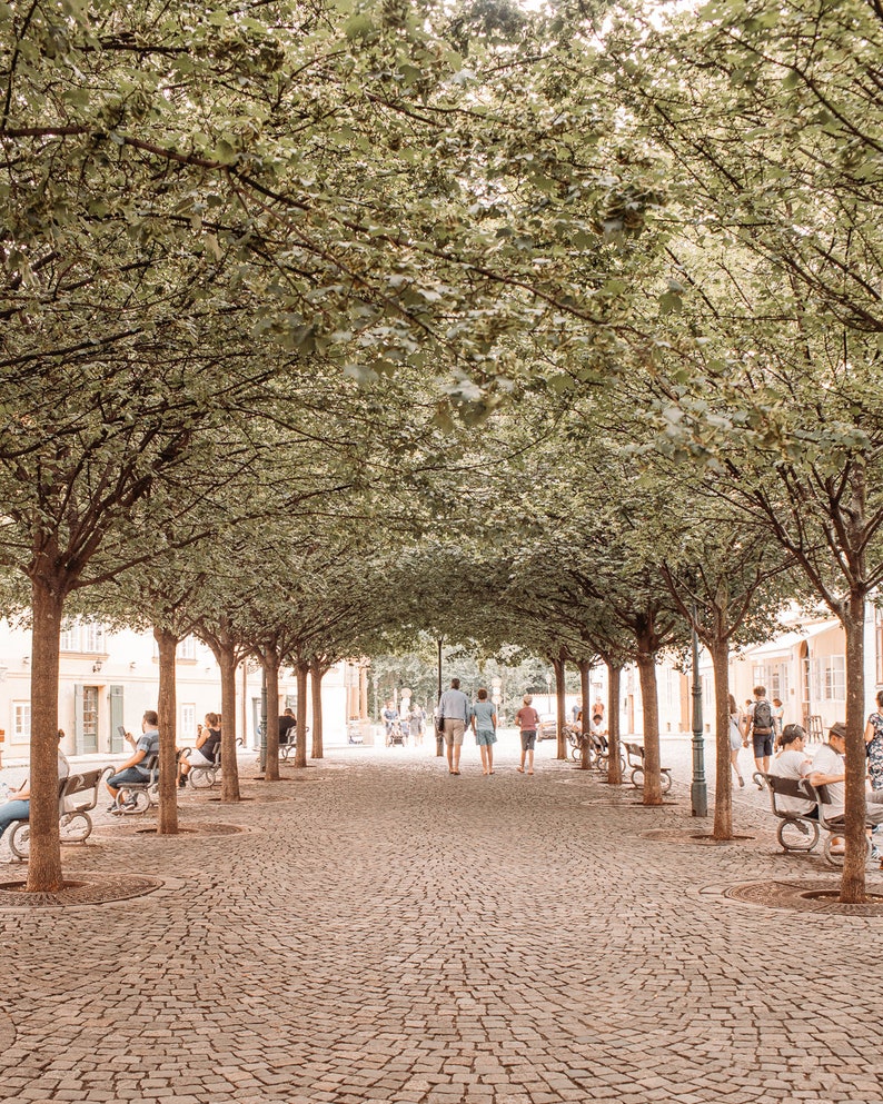 May include: A cobblestone pathway lined with trees, creating a canopy overhead. People are walking and sitting on benches under the shade of the trees.