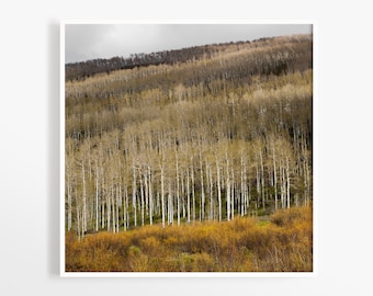 5x5 Utah aspens print - Square small photo prints - Autumn forest photograph