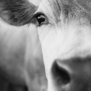 May include: Black and white close-up of a cow's face. The image focuses on the eye, ear, and muzzle. The cow's fur is light-colored, with visible texture and detail. The eye is dark, reflecting light, and the ear is slightly visible.