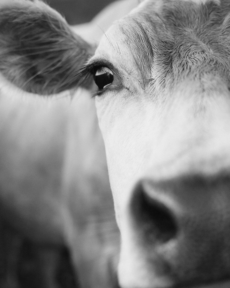 May include: Black and white close-up of a cow's face. The image focuses on the eye, ear, and muzzle. The cow's fur is light-colored, with visible texture and detail. The eye is dark, reflecting light, and the ear is slightly visible.