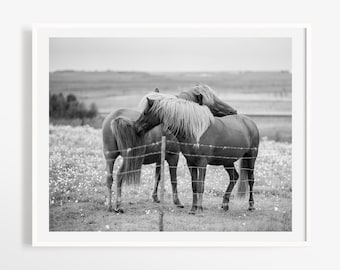 Icelandic horse photography - Farm art country photos - Black and white Iceland print