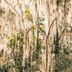 Pu&ograve; includere: Una scena di foresta illuminata dal sole con muschio spagnolo appeso. Il muschio, in tonalit&agrave; beige e marrone chiaro, pende dai rami degli alberi, creando un effetto strutturato e stratificato. Il fogliame verde traspare, aggiungendo contrasto.