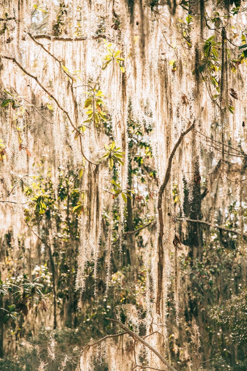 Pu&ograve; includere: Una scena di foresta illuminata dal sole con muschio spagnolo appeso. Il muschio, in tonalit&agrave; beige e marrone chiaro, pende dai rami degli alberi, creando un effetto strutturato e stratificato. Il fogliame verde traspare, aggiungendo contrasto.