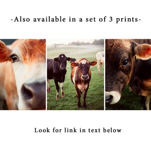 May include: A set of three framed prints featuring close-up images of cows. The prints showcase the cows' faces and eyes, with a focus on their brown and tan fur. The text "Also available in a set of 3 prints" and "Look for link in text below" are included.