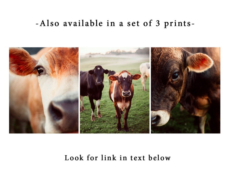 May include: A set of three framed prints featuring close-up images of cows. The prints showcase the cows' faces and eyes, with a focus on their brown and tan fur. The text "Also available in a set of 3 prints" and "Look for link in text below" are included.