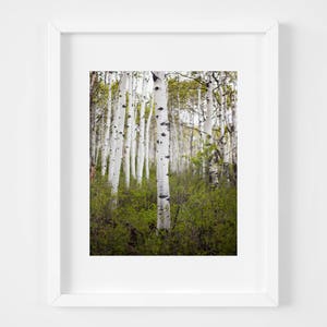 Utah aspens forest print - Green white nature photograph - Spring photo - Cabin wall art decor - Fine art photography - Woods landscape