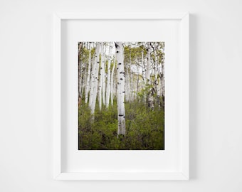 Utah aspens forest print - Green white nature photograph - Spring photo - Cabin wall art decor - Fine art photography - Woods landscape