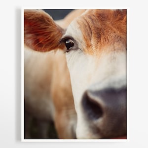 May include: Close-up of a cow's face, showcasing its eye, ear, and nose. The cow has light brown and white fur. The image is a portrait, with the cow's features filling the frame.