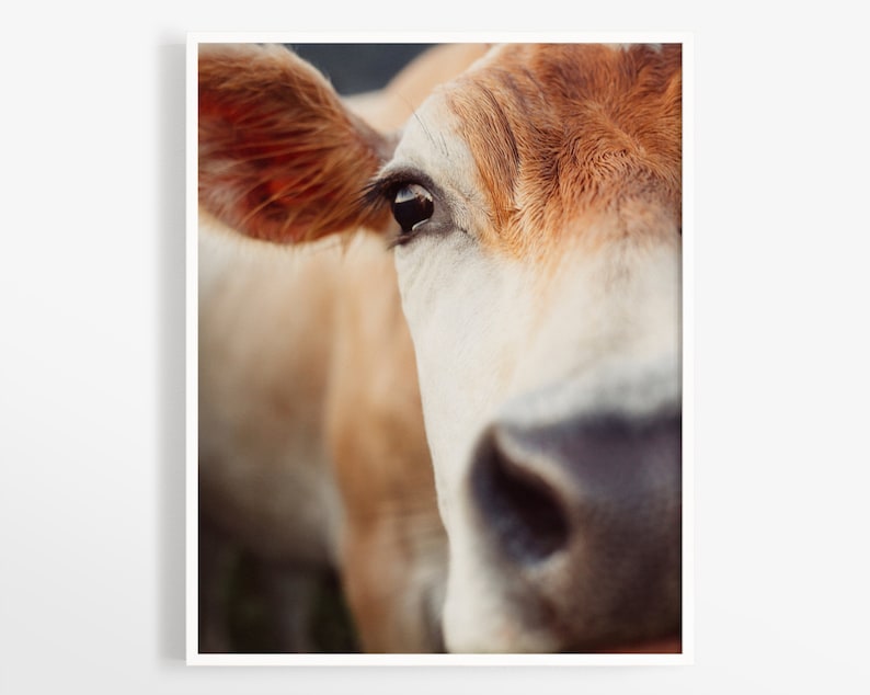 May include: Close-up of a cow's face, showcasing its eye, ear, and nose. The cow has light brown and white fur. The image is a portrait, with the cow's features filling the frame.
