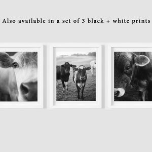 May include: Set of three black and white framed prints featuring close-up portraits of cows. The images capture the cows' faces and eyes, with one print showing a full view of three cows in a field. The text above the frames reads, "Also available in a set of 3 black + white prints."