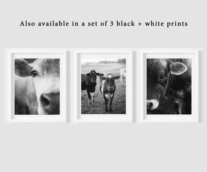 May include: Set of three black and white framed prints featuring close-up portraits of cows. The images capture the cows' faces and eyes, with one print showing a full view of three cows in a field. The text above the frames reads, "Also available in a set of 3 black + white prints."